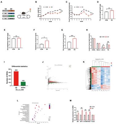 Long-term high loading intensity of aerobic exercise improves skeletal muscle performance via the gut microbiota-testosterone axis